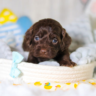 Miles - Available 5/14