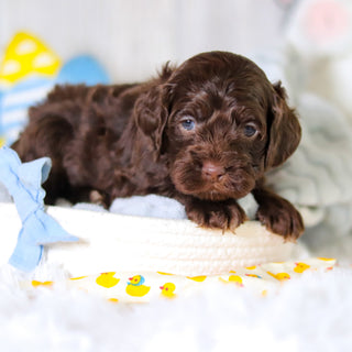 Murphy - Available 5/14