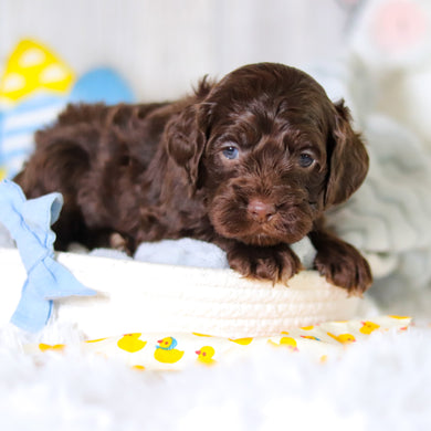 Murphy - Available 5/14