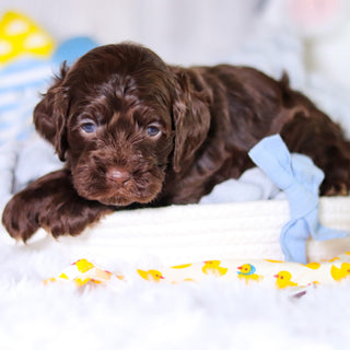 Murphy - Available 5/14