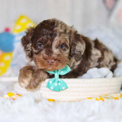 Memphis - Available 5/14