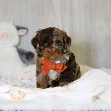 Memphis - Available 5/14