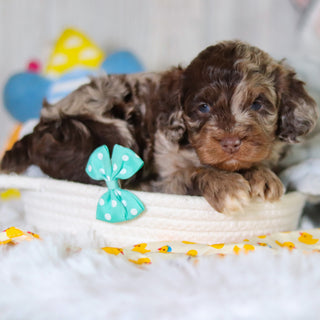 Memphis - Available 5/14