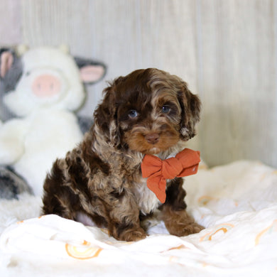 Memphis - Available 5/14