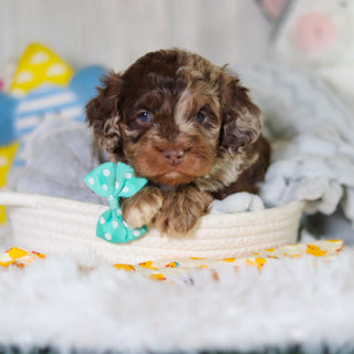 Memphis - Available 5/14