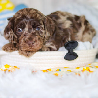 Mason - Available 5/14