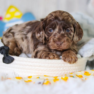 Mason - Available 5/14