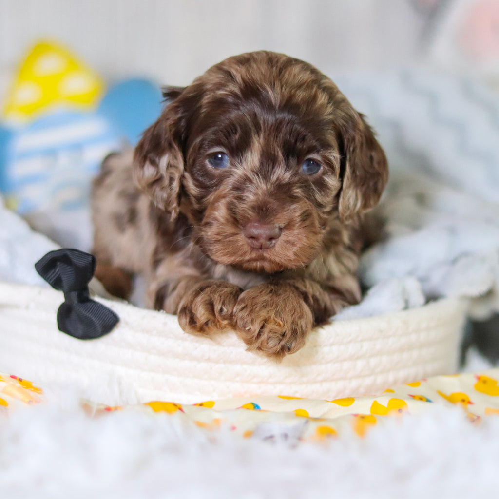 Mason - Available 5/14