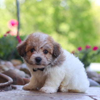 Augie - Available 6/5