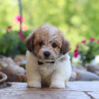 Augie - Available 6/5