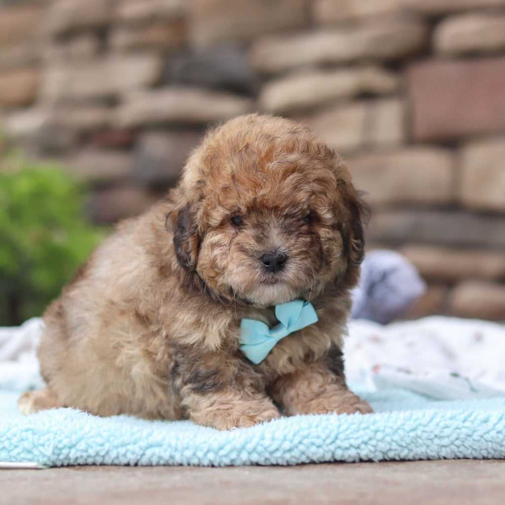 Bagel - Available 6/11