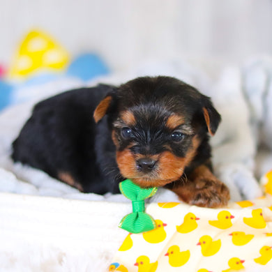 Travis - Available 5/14