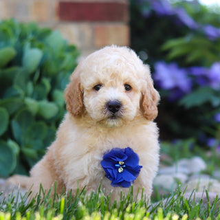 Clancy - Available 6/4