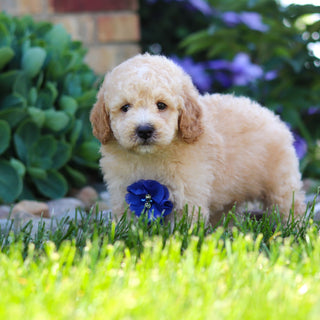 Clancy - Available 6/4