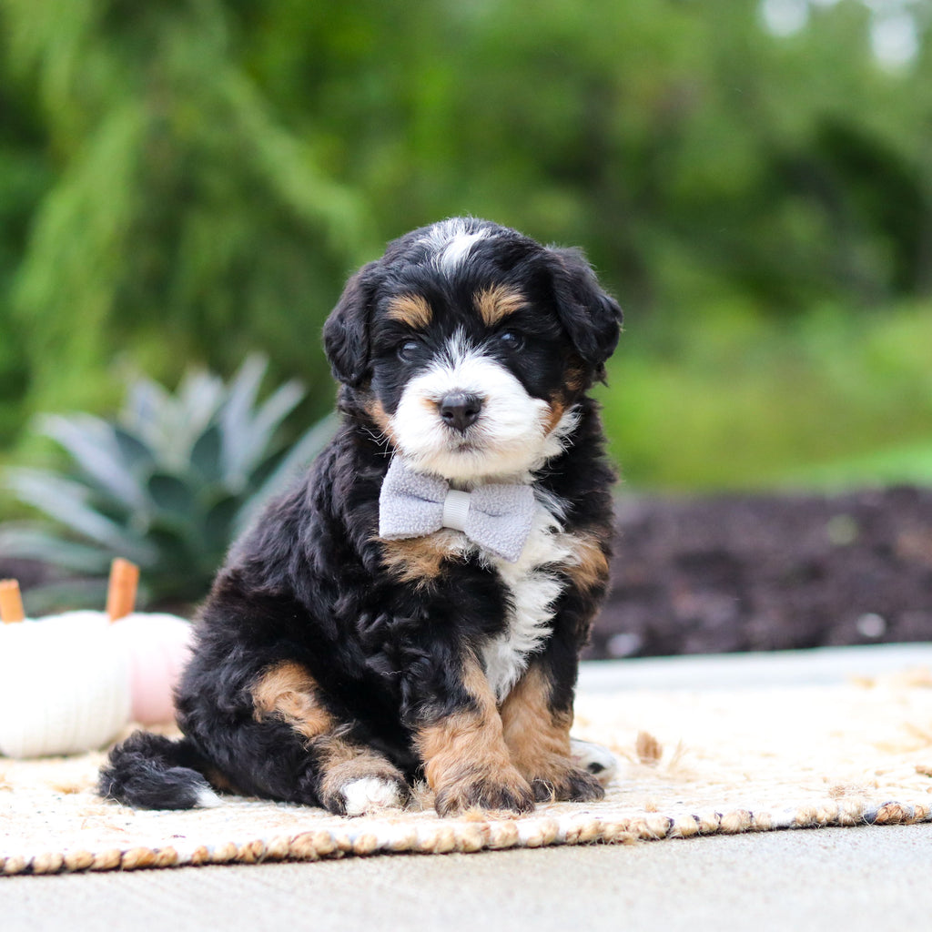 Olaf - Available 10/22