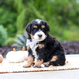 Olaf - Available 10/22