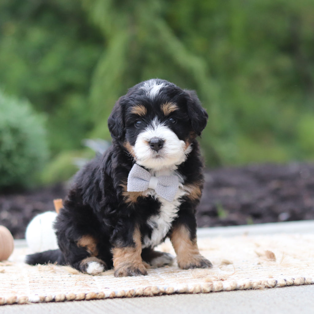 Olaf - Available 10/22