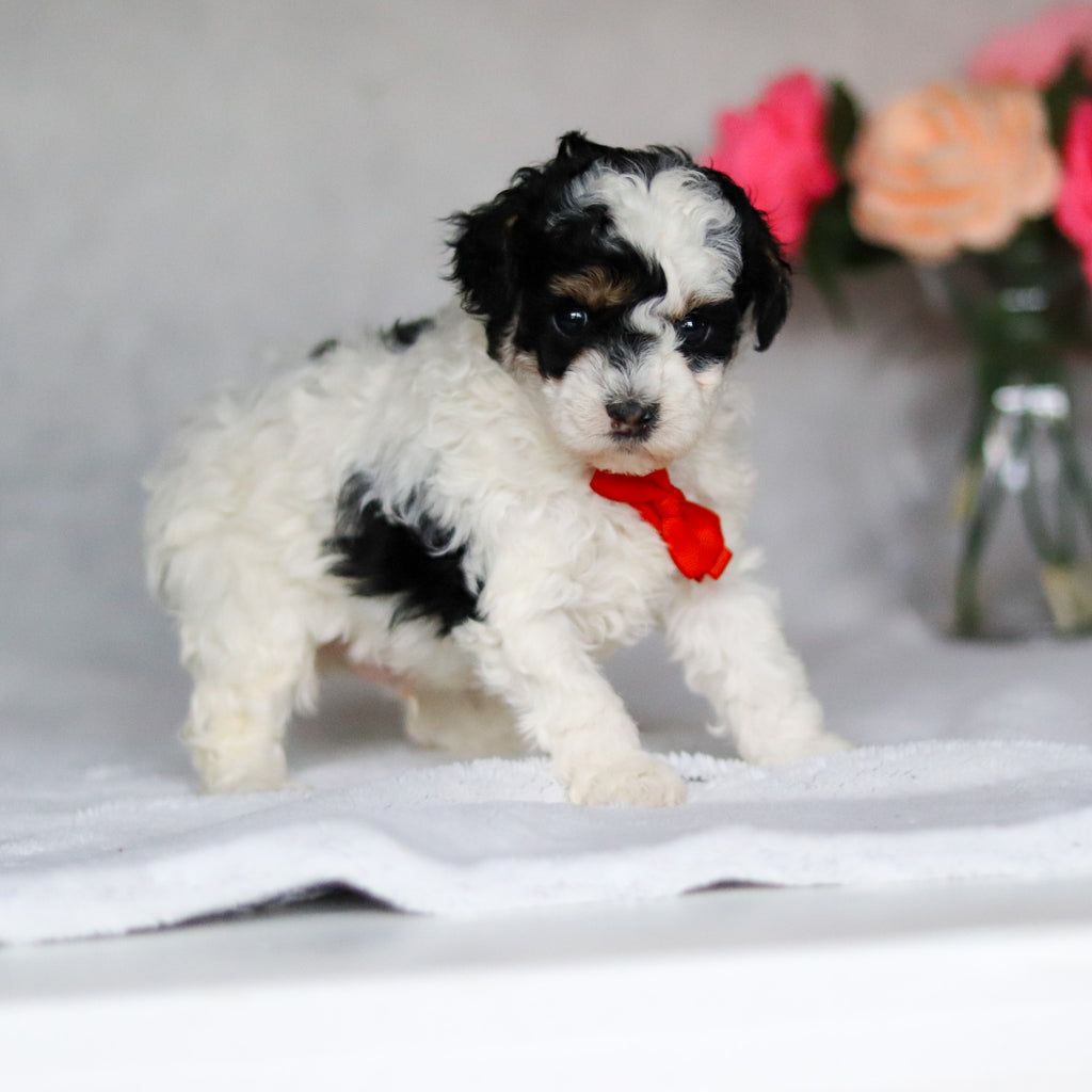 Danny - Available 5/7