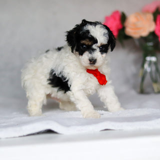 Danny - Available 5/7