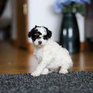 Danny - Available 5/7