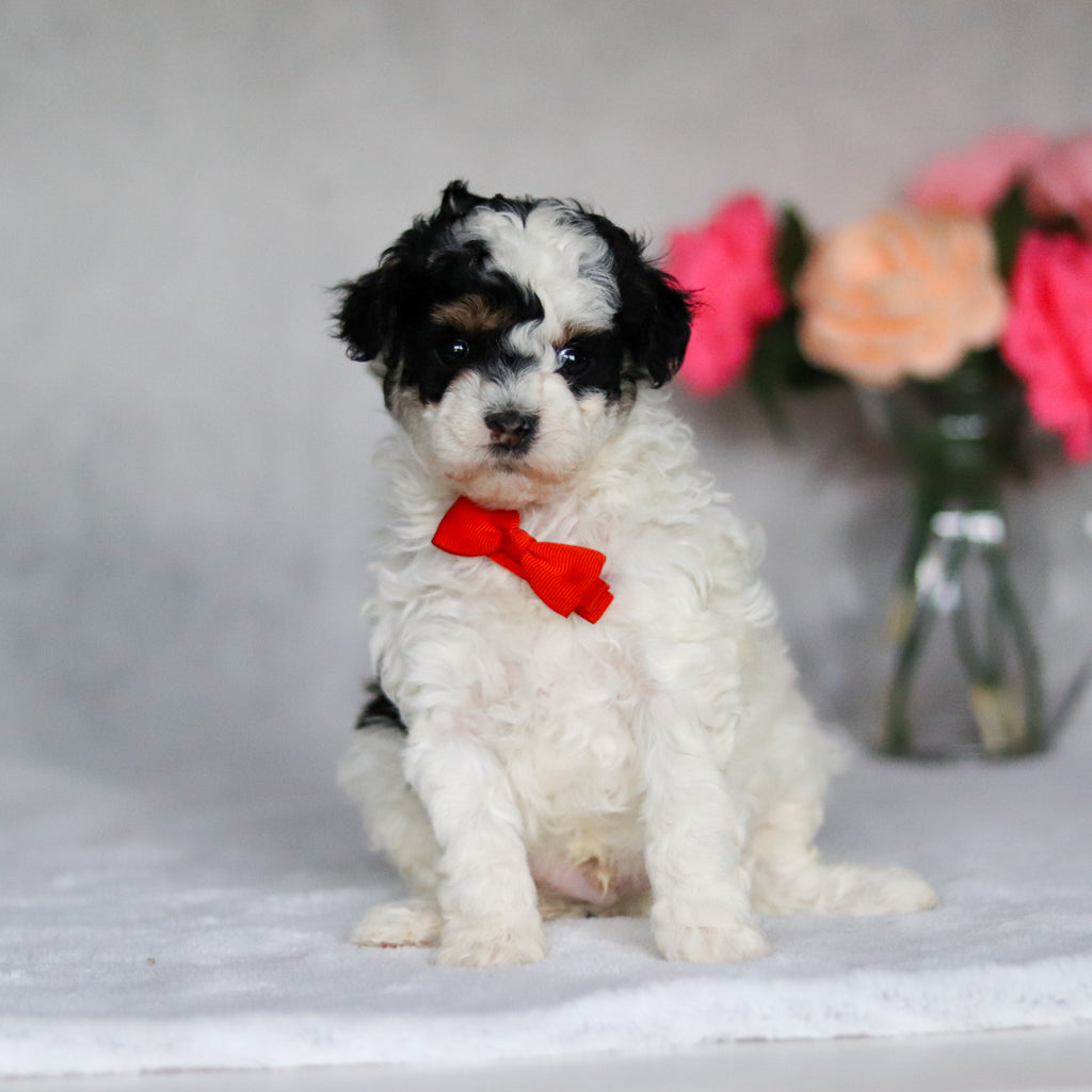 Danny - Available 5/7