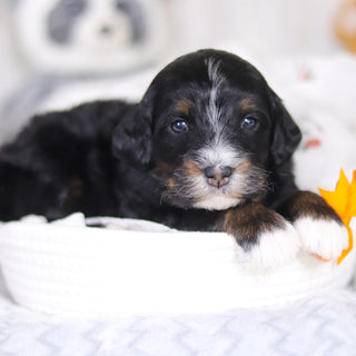 Dante - Available 4/2