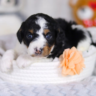 Damien - Available 4/2