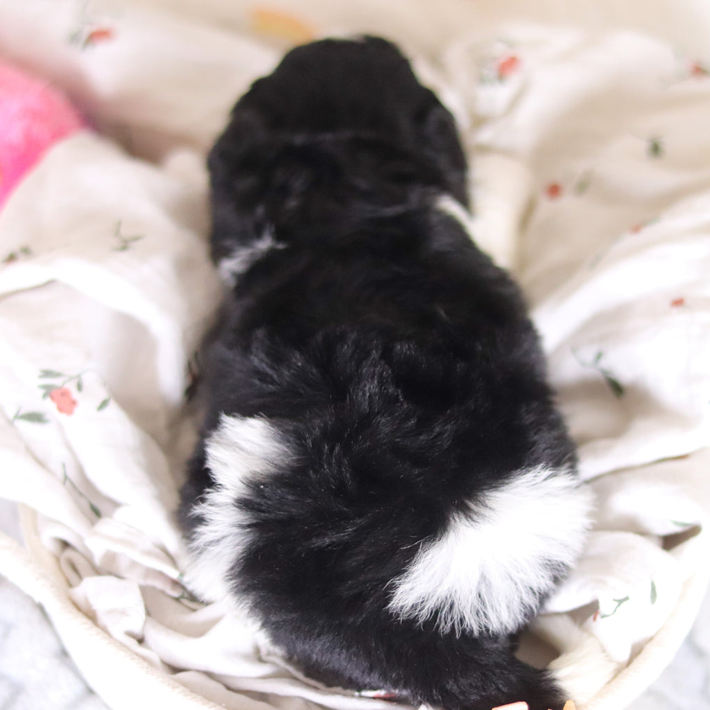 Damien - Available 4/2