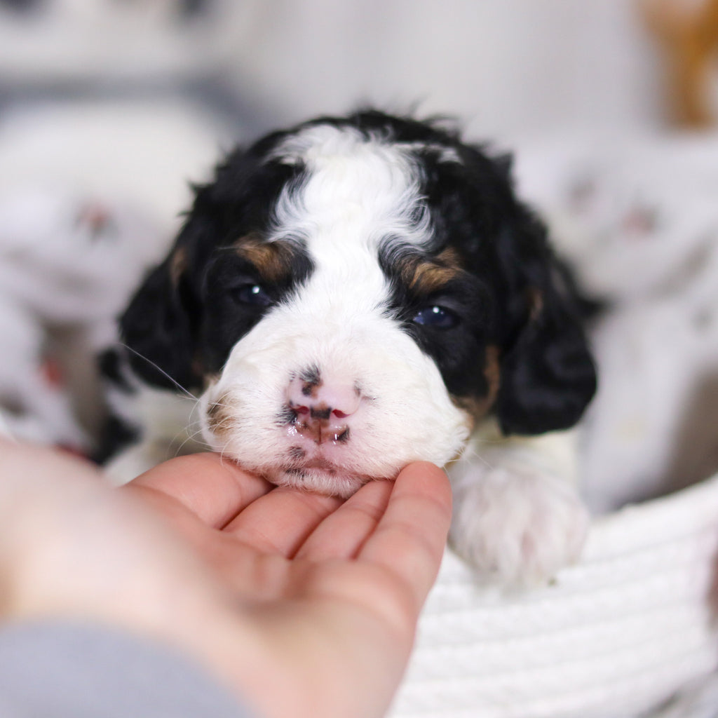 Desmond - Available 4/2