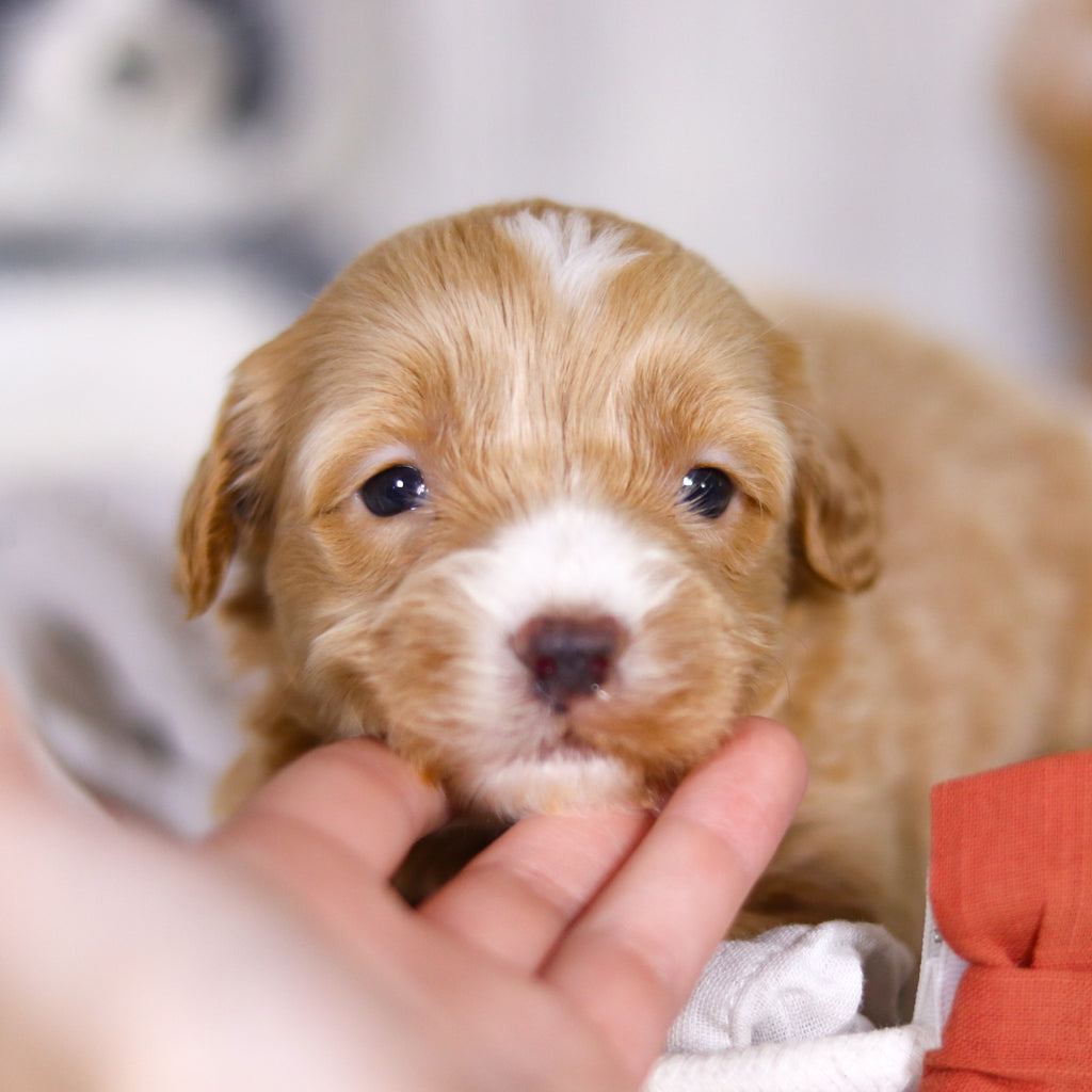 Legend - Available 4/2