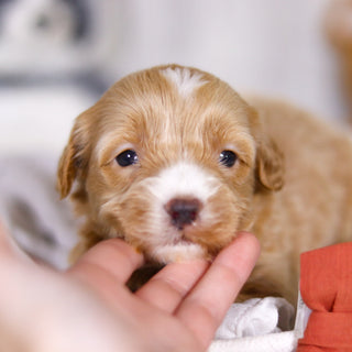 Legend - Available 4/2