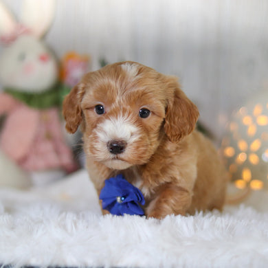 Legend - Available 4/2