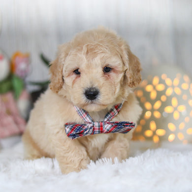 Leonardo - Available 4/2