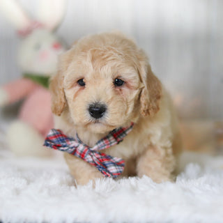 Leonardo - Available Now