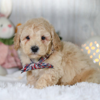 Leonardo - Available Now