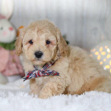 Leonardo - Available 4/2