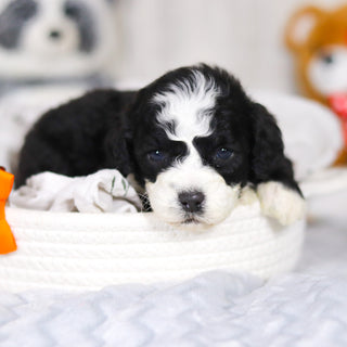 Lincoln - Available 4/2