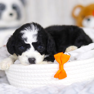 Lincoln - Available 4/2