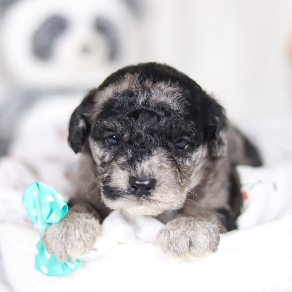 Lennox - Available 4/2