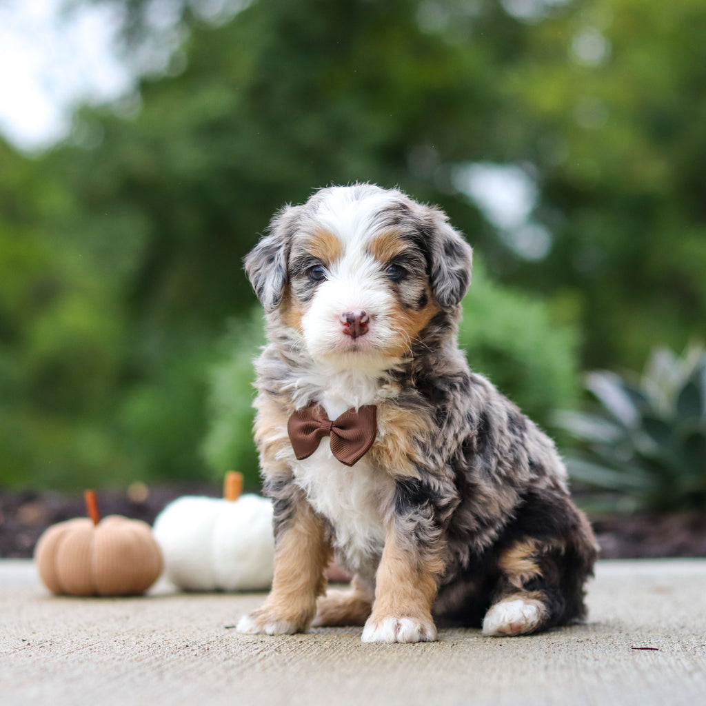 Odie - Available 10/22