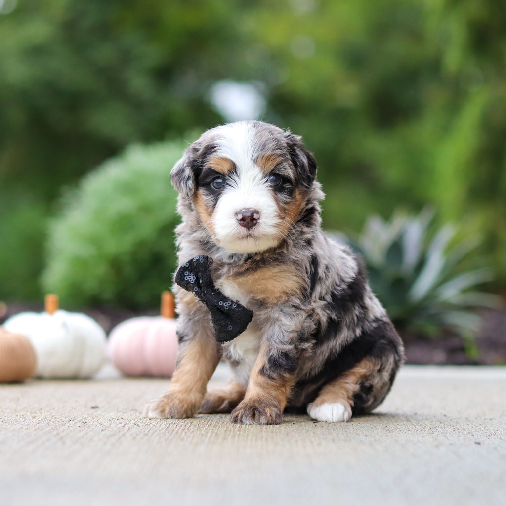 Oliver - Available 10/22