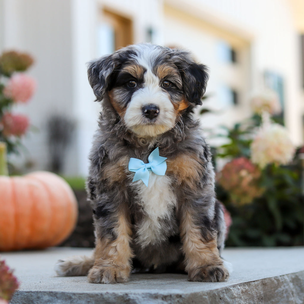 Oliver - Available 10/22