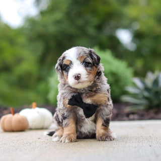 Oliver - Available 10/22