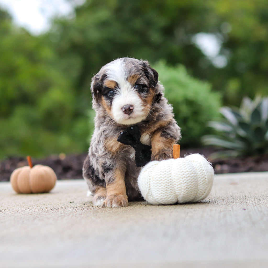 Oliver - Available 10/22