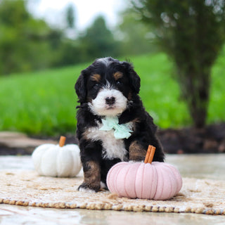 Oswald - Available 10/22