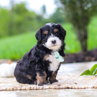 Oswald - Available 10/22