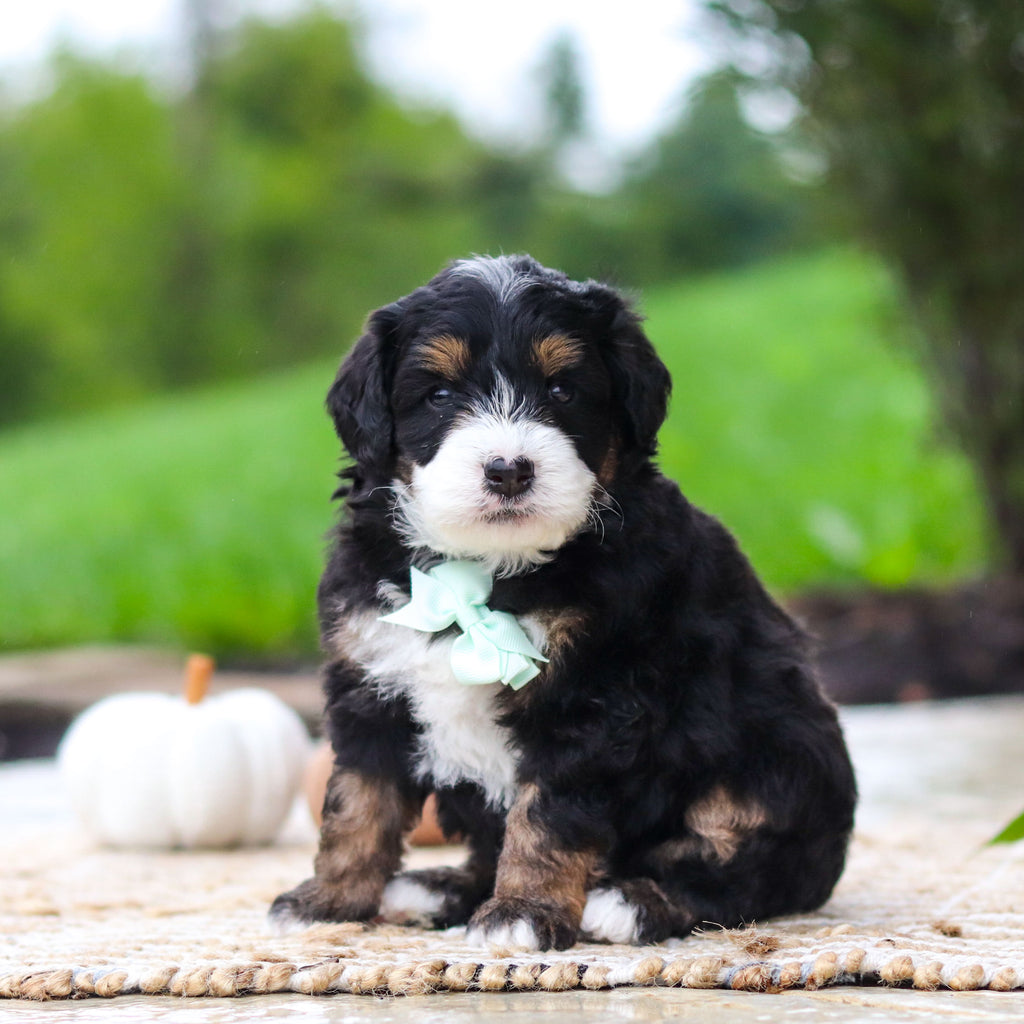 Oswald - Available 10/22