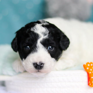 Cooper