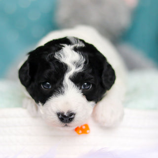 Cooper