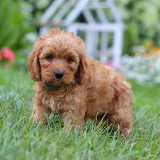 Hudson - Available 8/6